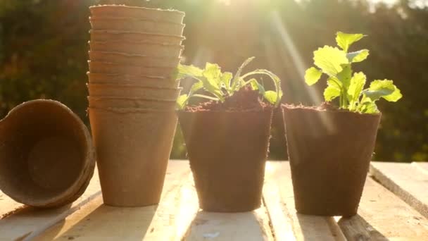 Mudas em copos de turfa em uma mesa de madeira. material de plantio de turfa. cultivo de plântulas. Trabalho de primavera no jardim. .. Cultivar vegetais na horta. Agricultura e vegetação em crescimento — Vídeo de Stock