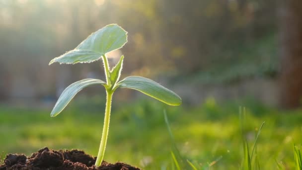 Groene zaailing. Komkommer zaailingen in de zon in een voorjaarstuin.Groeiende zaailingen.Boeren en groeiende groen concept. Tuinieren en landbouw. Biologische groenten verbouwen — Stockvideo