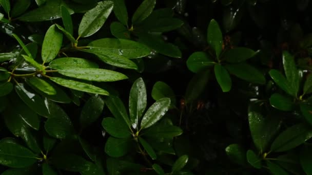 Rain.Raindrops sur feuilles vertes.Mouvement lent — Video