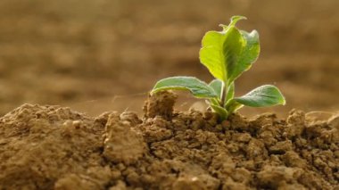 Tarlada yeşil tohum. tohum ekimi. Çiftçilik kavramı.