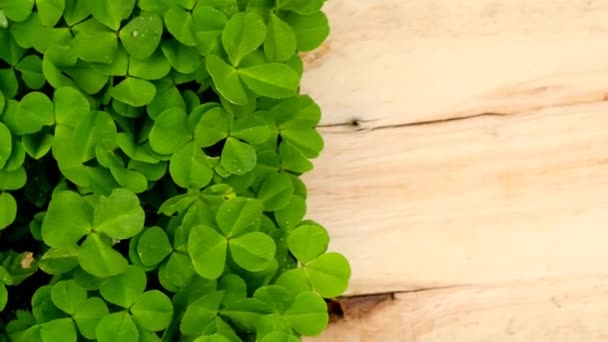 Fondo de San Patricio. Fondo de madera en trébol verde.Fiesta tradicional irlandesa. Día de San Patricio — Vídeos de Stock