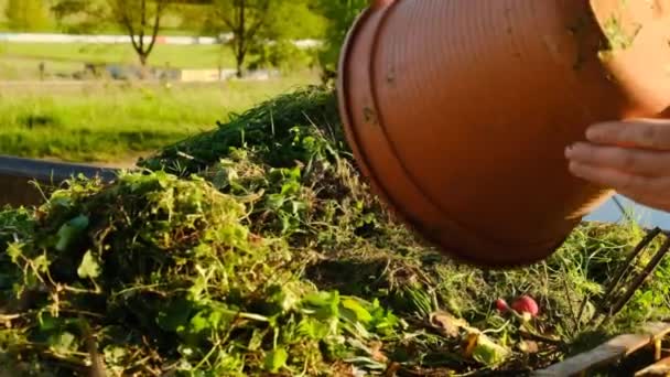 Переработка зеленых отходов. Зеленый компост. Человек бросает скошенную лужайку в мусорное ведро. Сад компоста. Растительные отходы. — стоковое видео