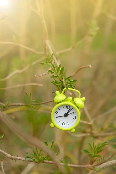 Bahar zamanı. Güneş mevsiminde yeşil yapraklı ağaç dalında yeşil alarm saati. Doğa uyanma zamanı. — Stok fotoğraf