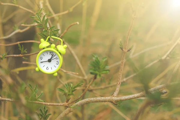 Bahar zamanı. Bahar mevsiminde, güneş ışınlarında yeşil yapraklar olan bir ağaç dalında yeşil alarm saati. Doğa uyanma zamanı. — Stok fotoğraf