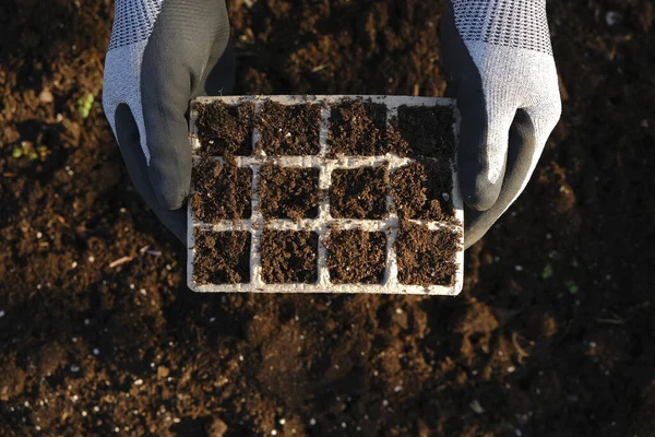 Plántulas en bandeja de germinación con turba en manos masculinas en el fondo del suelo.Plántulas de crecimiento.Jardinería y agricultura. Cultivo de verduras y verduras ecológicas. — Foto de Stock