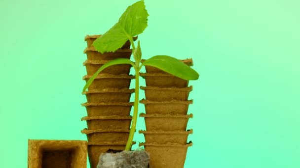 Mudas de pepino em vasos de turfa. Material de plantação — Vídeo de Stock