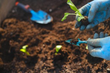 Mavi eldivenli fidanlar. Ev bahçesi. Toprak ve ellere fidanlar ekin. Bahçeye fidanlar ekin. Bahçe ve sebze yetiştirin. sebze yetiştirme