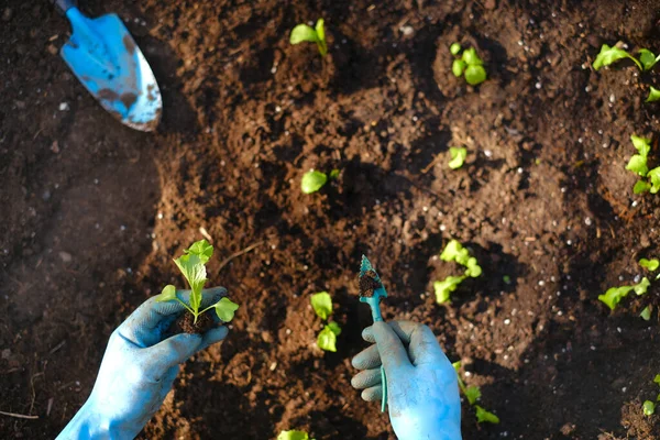 Saplings in the garden .Home garden. Plant seedlings in soil and hands.Planting seedlings in the garden.Gardening and growing vegetables. growing vegetables — Foto Stock