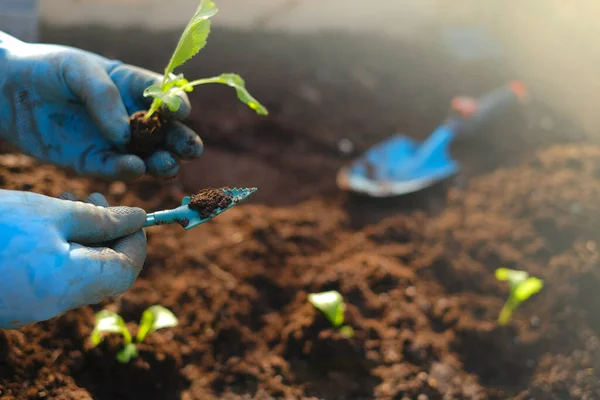 Saplings dans le jardin et dans les mains en gants bleus. Plantez des semis dans le sol et les mains.Plantez des semis dans le jardin.Jardinage et culture de légumes. culture de légumes — Photo