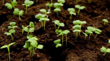 Yakından baklava filizleri. Tarım tepsisindeki turba tabletlerinde yeşil fidanlar.