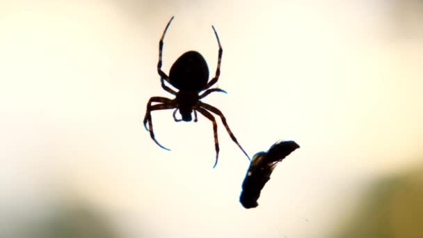 Αράχνη και να πετάξει σιλουέτες γκρο πλαν σε θολή φως φόντο.Εκτελεστής και θύμα έννοια.Νεκρή μύγα στον ιστό. — Αρχείο Βίντεο