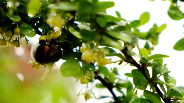 Las abejas en un primer plano de la flor. Abeja y gotas de lluvia.Insectos y lluvia. Una abeja recoge el néctar de las flores amarillas en tiempo lluvioso.Las abejas recogen el néctar en las flores amarillas. Las abejas polinizan las plantas. — Vídeos de Stock