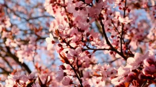 Pink blossoming branches. Spring flowering trees in the spring blooming garden. Spring time.Spring mood — Vídeo de Stock