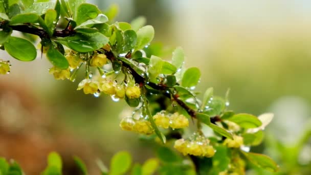 黄花上的雨滴。春天花园里的雨. — 图库视频影像