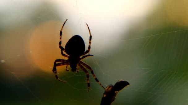 Örümcek ve yakın plan bulanık arkaplanda uçmak. Cellat ve kurban konsepti. Ölü sinek ağı. Fedakarlık sembolü. — Stok video