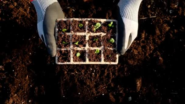 Piantine in vaschetta di germinazione in mano. Coltivazione di ortaggi e verde.Coltivazione di piantine Giardinaggio e agricoltura. — Video Stock