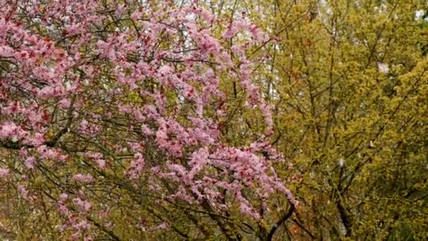 Snowy spring.Pink and yellow flowering trees and falling snow. Spring flower snow background . Spring weather. Spring snow.Blooming tree in a snowy spring garden — Stock videók