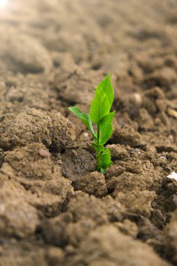Tarlada yeşil tohum. Yeni hayat kavramı. Çatlamış toprakta yeşil filizler. Tarım ve tarım kavramı. 