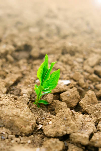 Groene zaailing in de grond in het veld.Nieuw leven concept. Groene spruit in droge gebarsten grond. Landbouw- en landbouwconcept. — Stockfoto