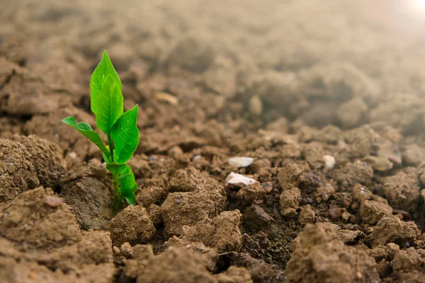 Green seedling in the ground in field.New life concept. sprout in dry cracked soil. Agriculture and farming concept. seedling cultivation. Farming — 图库照片