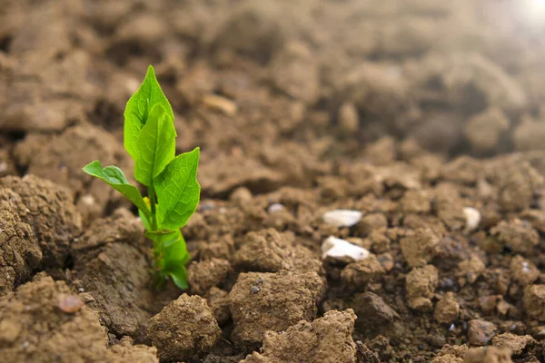 Green seedling in the ground in field.New life concept. Green sprout in dry cracked soil. Agriculture and farming concept. seedling cultivation. Farming — Stock Photo, Image