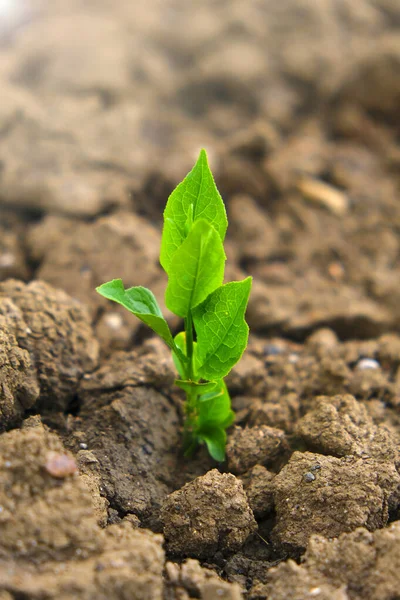 農業と農業の概念。新しい生命の概念。乾燥した割れた土の中で緑の芽。苗の栽培。農業 — ストック写真