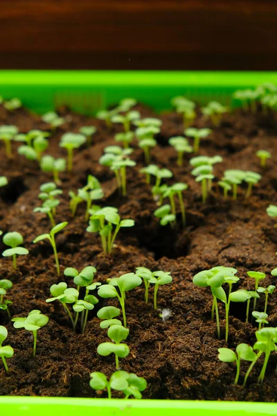 Groene spruiten in turf close-up.Groene zaailingen in groene kiembak.Tuinieren en landbouw. Biologische groenten en groente kweken. — Stockfoto