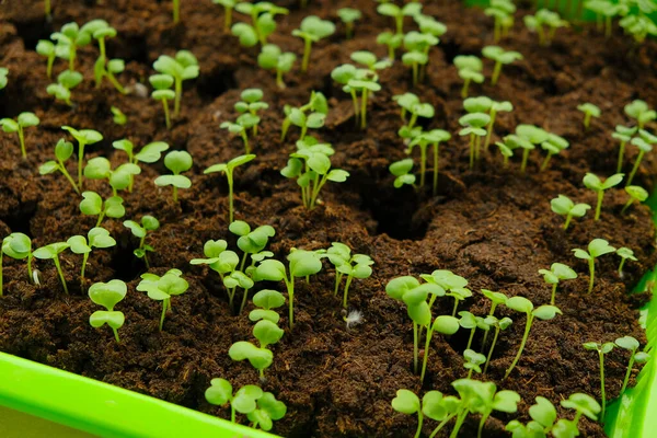 Green small sprouts in peat close-up.Green seedlings in Green germination tray. Growing seedlings.Gardening and agriculture. Growing organic vegetables and greens.Home garden — Stock Photo, Image