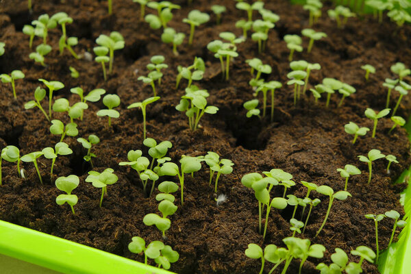 Green small sprouts in peat close-up.Green seedlings in Green germination tray. Growing seedlings.Gardening and agriculture. Growing organic vegetables and greens.Home garden