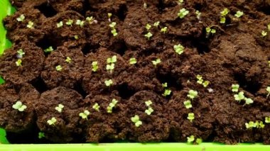 Turba tabletindeki yeşil filizler.