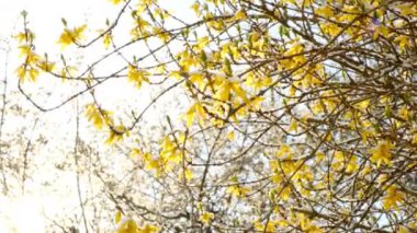 Bahar karı. Bahar mevsiminde karların altında sarı çiçeklerle açan dallar. Şimdi bahar mevsiminde..