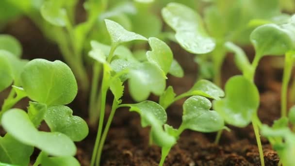 Microgreens in water drops. green sprouts of Chinese cabbage.Wating microgreens . Cultivation of microgreens — Stock videók