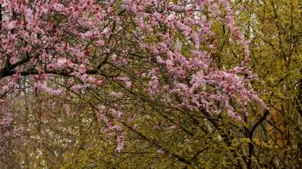 Printemps neigeux.Arbres à fleurs roses et jaunes et neige tombante. Fond de neige fleur printemps. Météo printanière. Neige de printemps. — Video