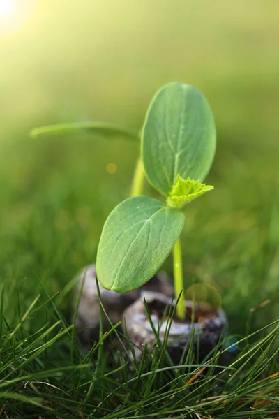 Cucumber seedlings in peat pots on green background.Green sprouts in peat close-up.Growing seedlings.Gardening and agriculture. Cucumbers green plants close-up. — Stock Fotó