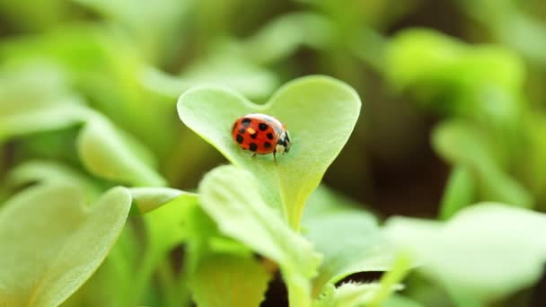 Microgreens and ladybug close-up.Fresh green sprouts of Chinese cabbage. Cultivation of microgreens. — Vídeo de stock