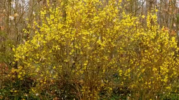 Snow in the spring.yellow flowering trees and falling snow. Spring flower snow background . Spring weather.Blooming tree in a snowy spring garden — Wideo stockowe