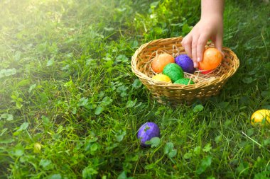 Easter Egg Hunt. Collecting Easter eggs. Child collects Easter eggs and puts in a basket in the spring garden. Religious holiday 