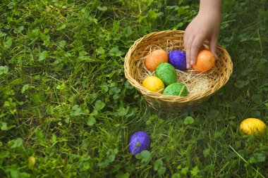 Easter Egg Hunt. Collecting Easter eggs. Child collects Easter eggs and puts in a basket in the spring garden.Colorful easter eggs. Religious holiday 
