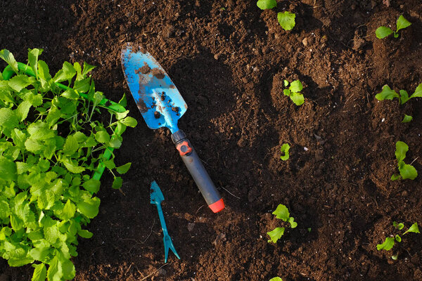 Picking and transplanting seedlings into the soil.garden shovel, picking tool and seedlings in the spring garden. cabbage seedling and garden tools on the soil.
