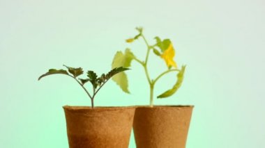 Cucumbers and tomato seedlings in peat pots on a green background.Blooming seedlings in peat cups for seedlings.biodegradable natural planting material for growing vegetables 