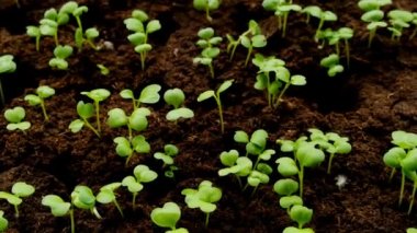 Green sprouts in peat. Green seedlings in peat tablets in germination tray. 