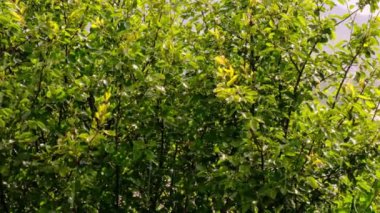 Rain in a green summer garden in sunny weather. Raindrops and rays of the sun. Rain on sunny days. Sparkling wet foliage with raindrops in the sun