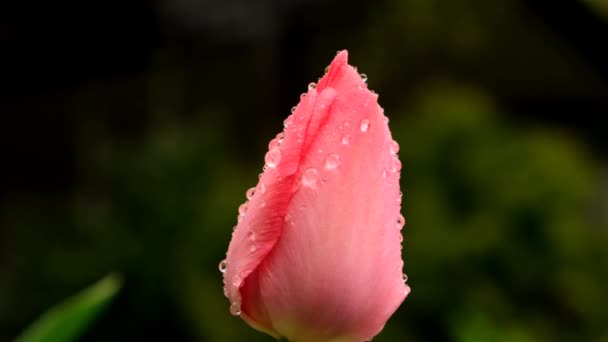 Tulips flowers. Red tulip bud in water drops on blurred spring garden background. spring nature. Spring flower background.Spring red flowers. — Stock video