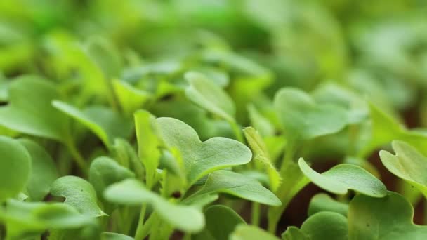 Microgreens in water drops close-up. — Stockvideo