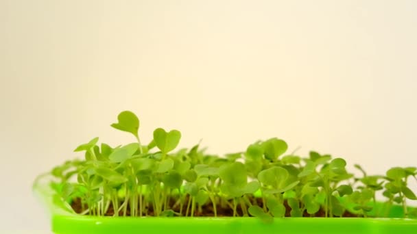 Microgreens.Green seedlings in Green germination tray on a light background.Gardening and agriculture. Growing seedlings. — Stock Video