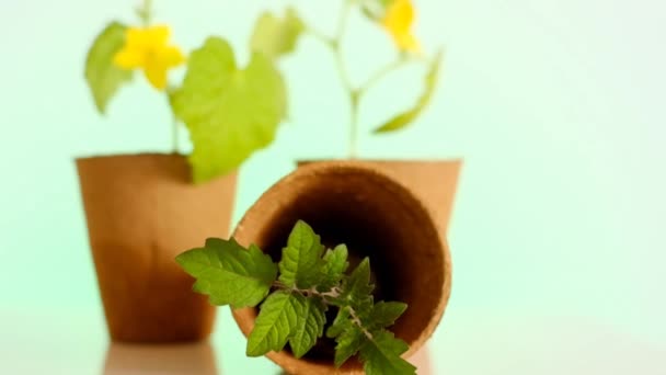 Pepinos y plántulas de tomate en macetas de turba de cerca sobre un fondo verde claro.Plántulas florecientes en copas de turba para plántulas. — Vídeo de stock