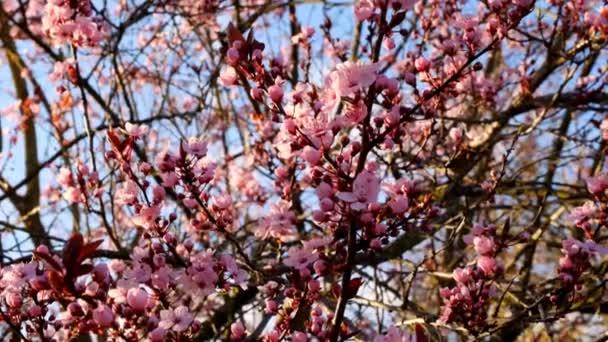Primavera.Ramas florecientes rosadas. Árboles florecientes de primavera y resplandor solar en el jardín floreciente de primavera. Humor de primavera — Vídeo de stock