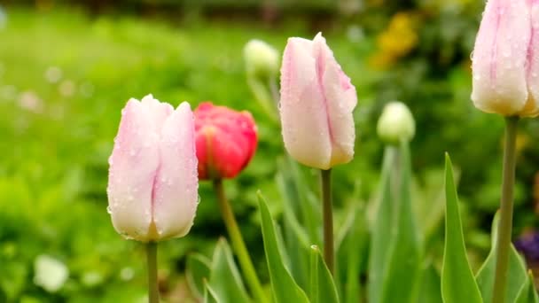 Tulips flowers.Multicolored tulips bud in water drops on blurred spring garden background.Flowers after rain. spring nature. Spring flower background. — стоковое видео