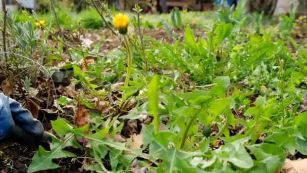 Dandelion removal. Removing weeds in the garden and vegetable garden.Hands in blue gloves dig a dandelion out of the ground in a spring garden — Stockvideo