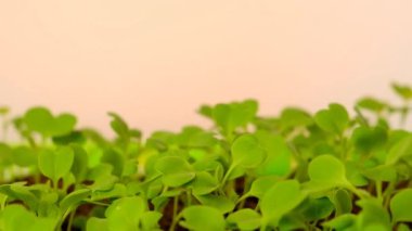 Microgreens .Green seedlings in Green germination tray on a light orange background. Growing seedlings.Gardening and agriculture.